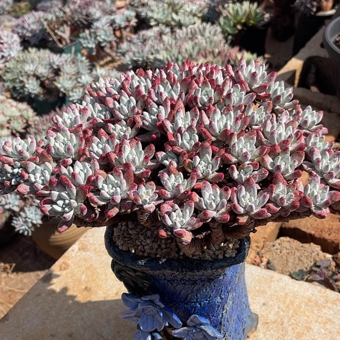 【闪购商品】法姆老庄