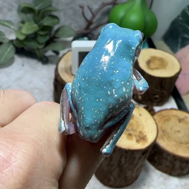 老爷树蛙魔鬼蓝微雪