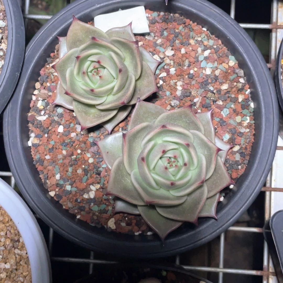 莞***平多肉植物多肉植物小星星