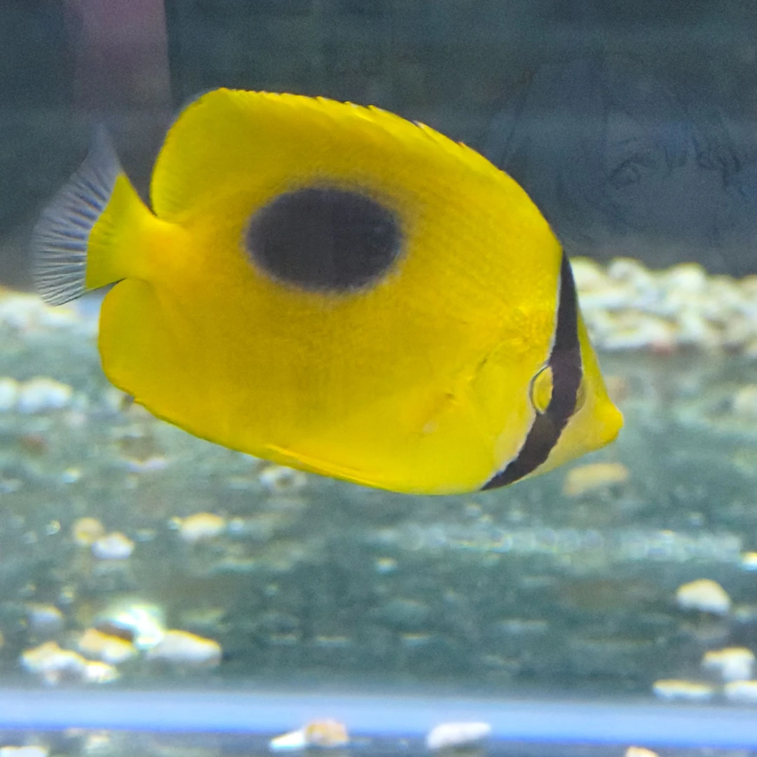 豆腐蝶海水鱼观赏鱼渔场直发默认顺丰不包邮