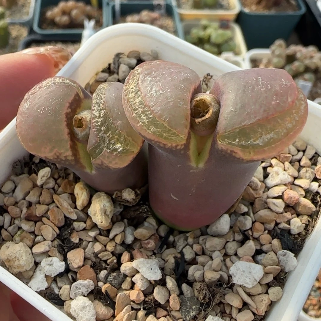多肉植物巨C系老母本141号