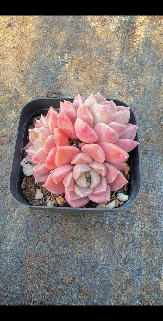 粉斑点群（满9.9包装）