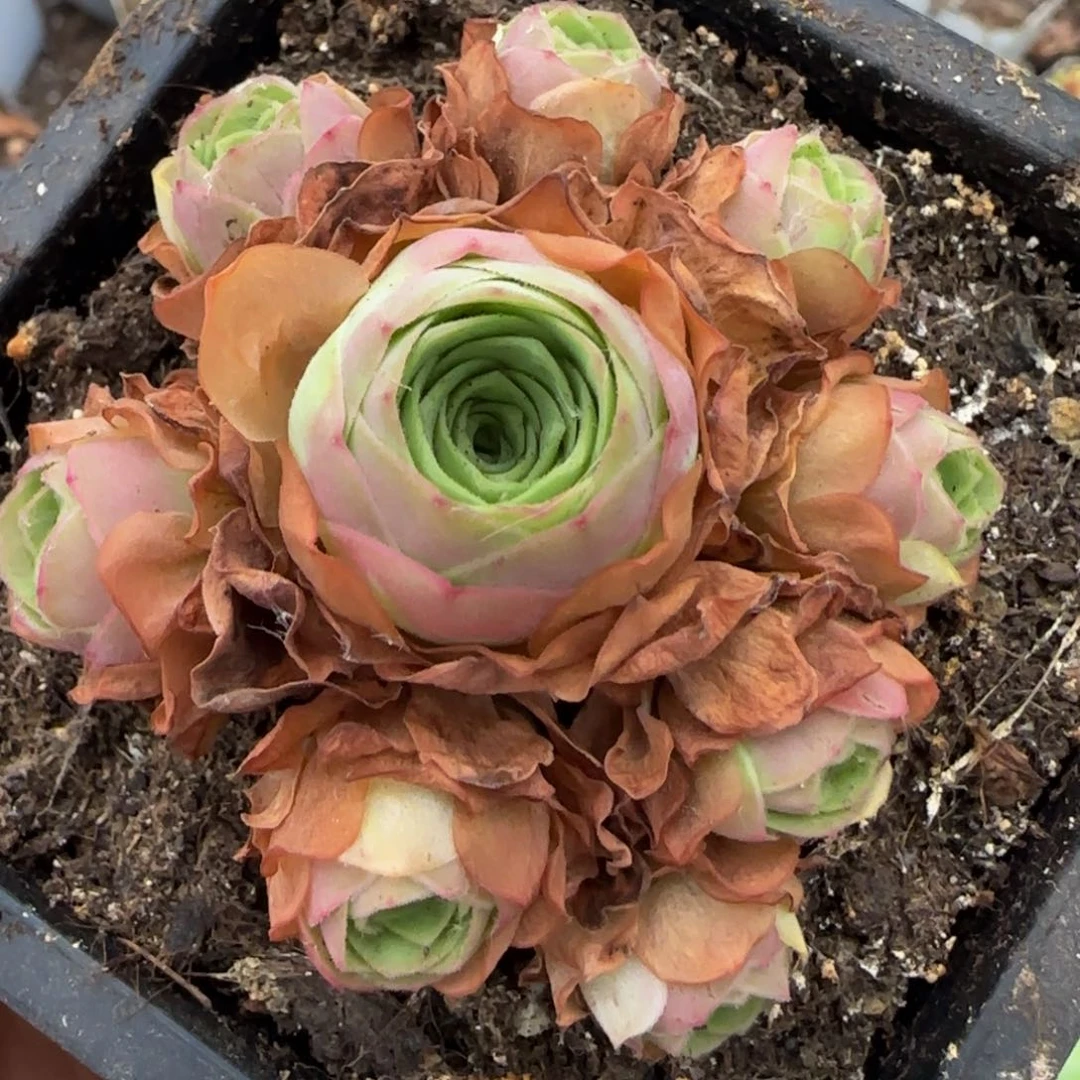 捧花11243438373737342