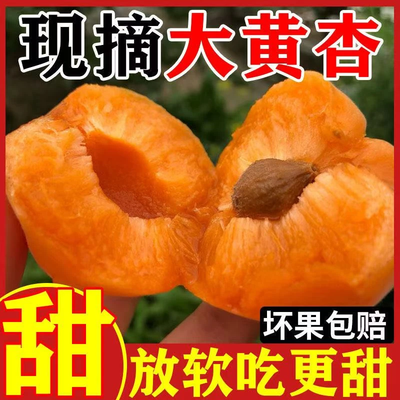 2025山西运城大黄杏新鲜杏子现摘金太阳杏子孕妇酸甜应季水果
