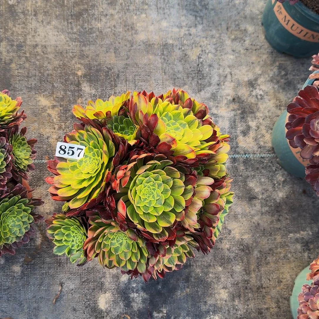 000857朝霞丛林多肉植物