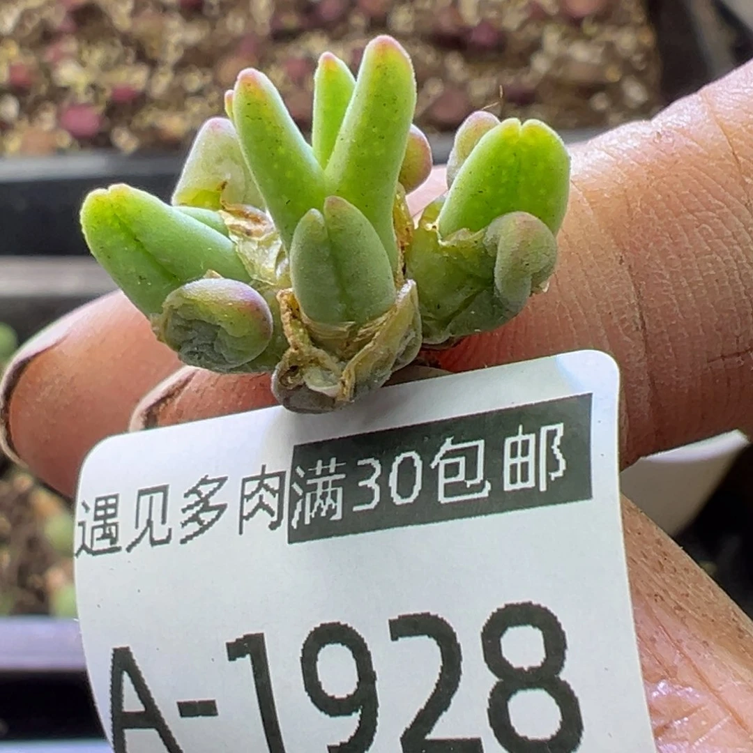 毛**?多肉植物1111111111111111111