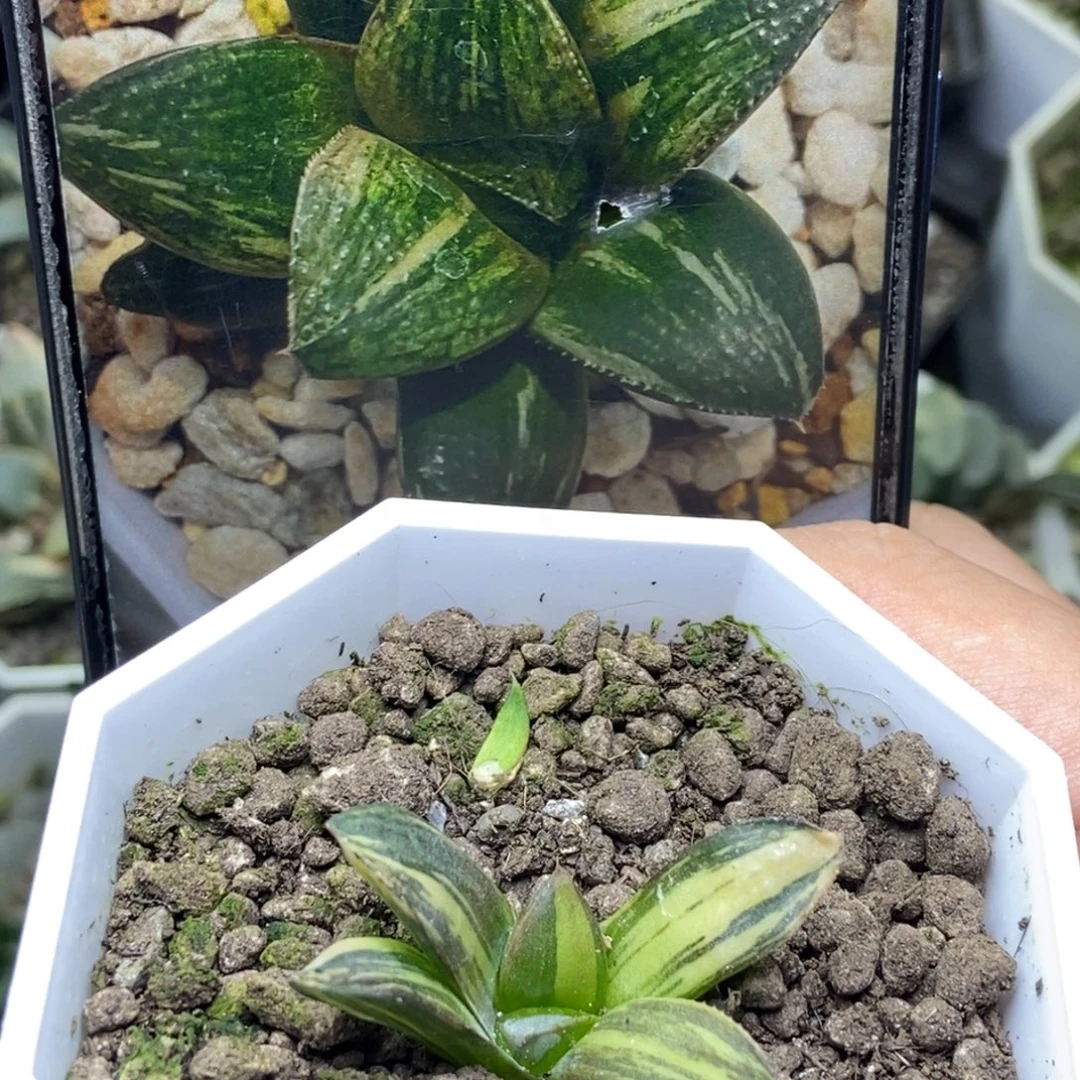 是是是是是是是是是寿