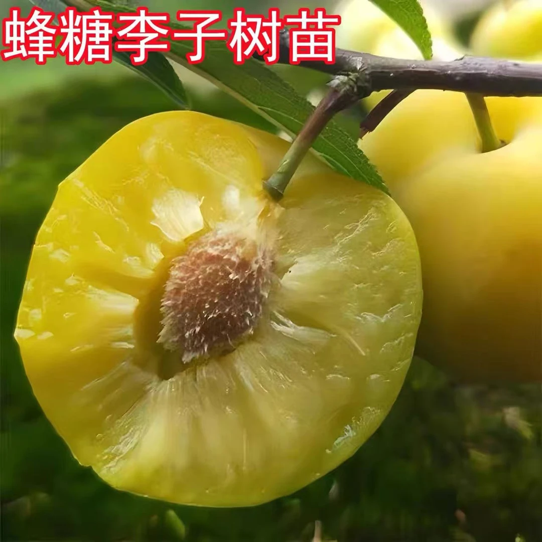 新品种蜂糖李子苗脱骨李子树苗抗寒南方北方庭院种植苗果树苗