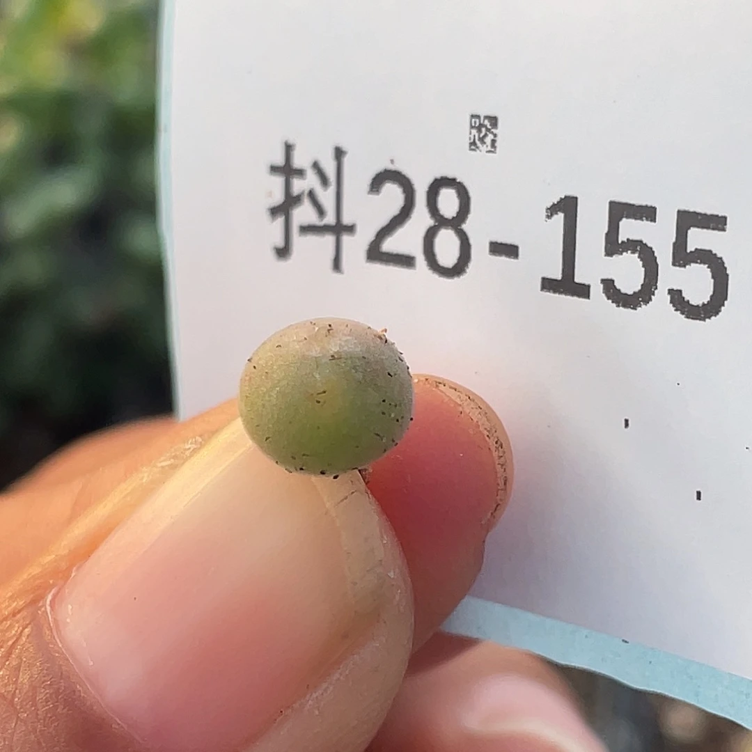 28-155空蝉苗多肉植物