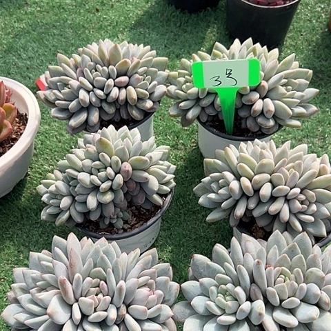 3半夏一个脱土多肉