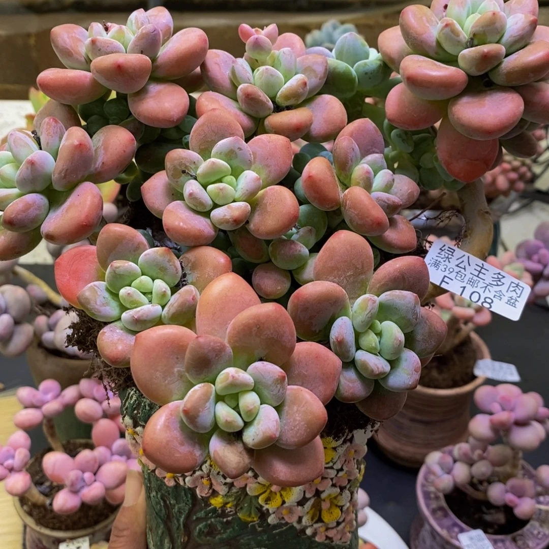 108樱花洛神20cm多肉