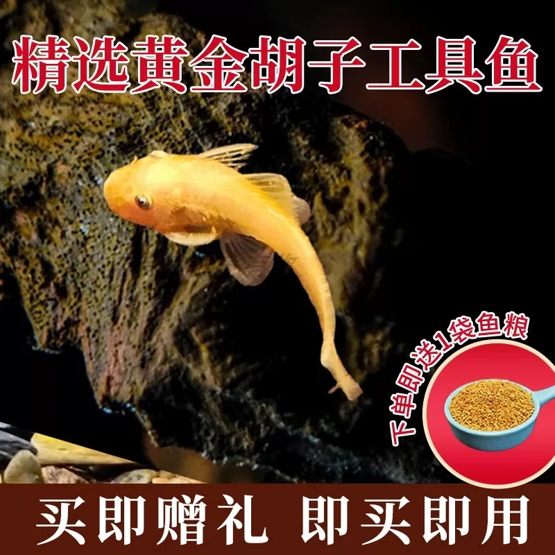 黄金胡子鱼大帆24K工具鱼清缸除藻热带小型淡水鱼红眼蓝眼随机发