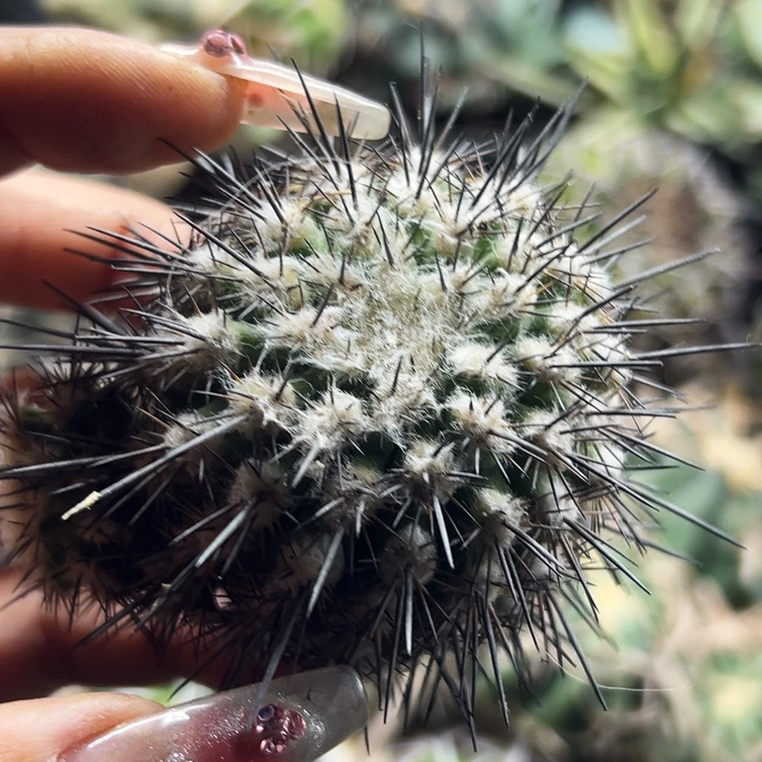 长刺白锦有根仙人球6666666