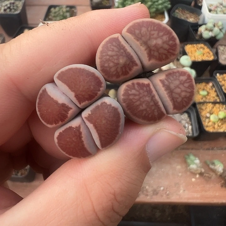 27-07肉锥多肉植物