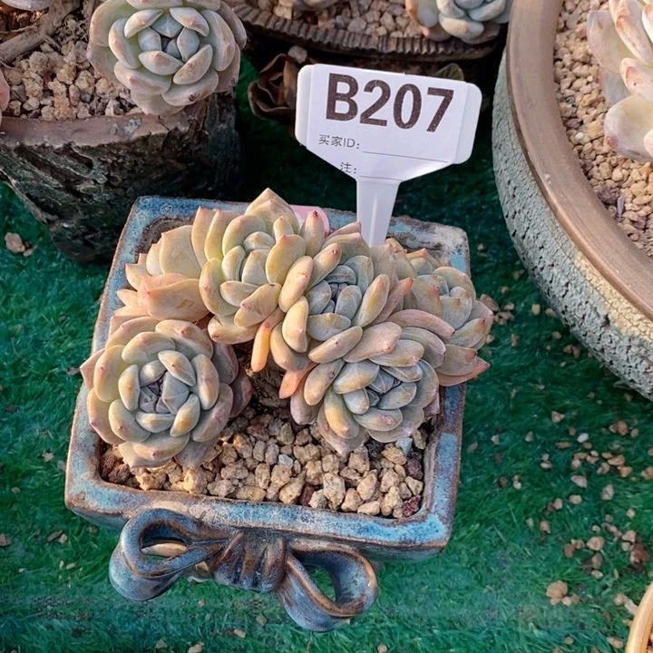 207无砍石榴籽朵朵小树哇
