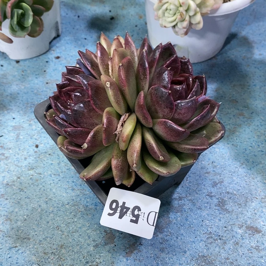 卢**丫546紫水晶多肉植物