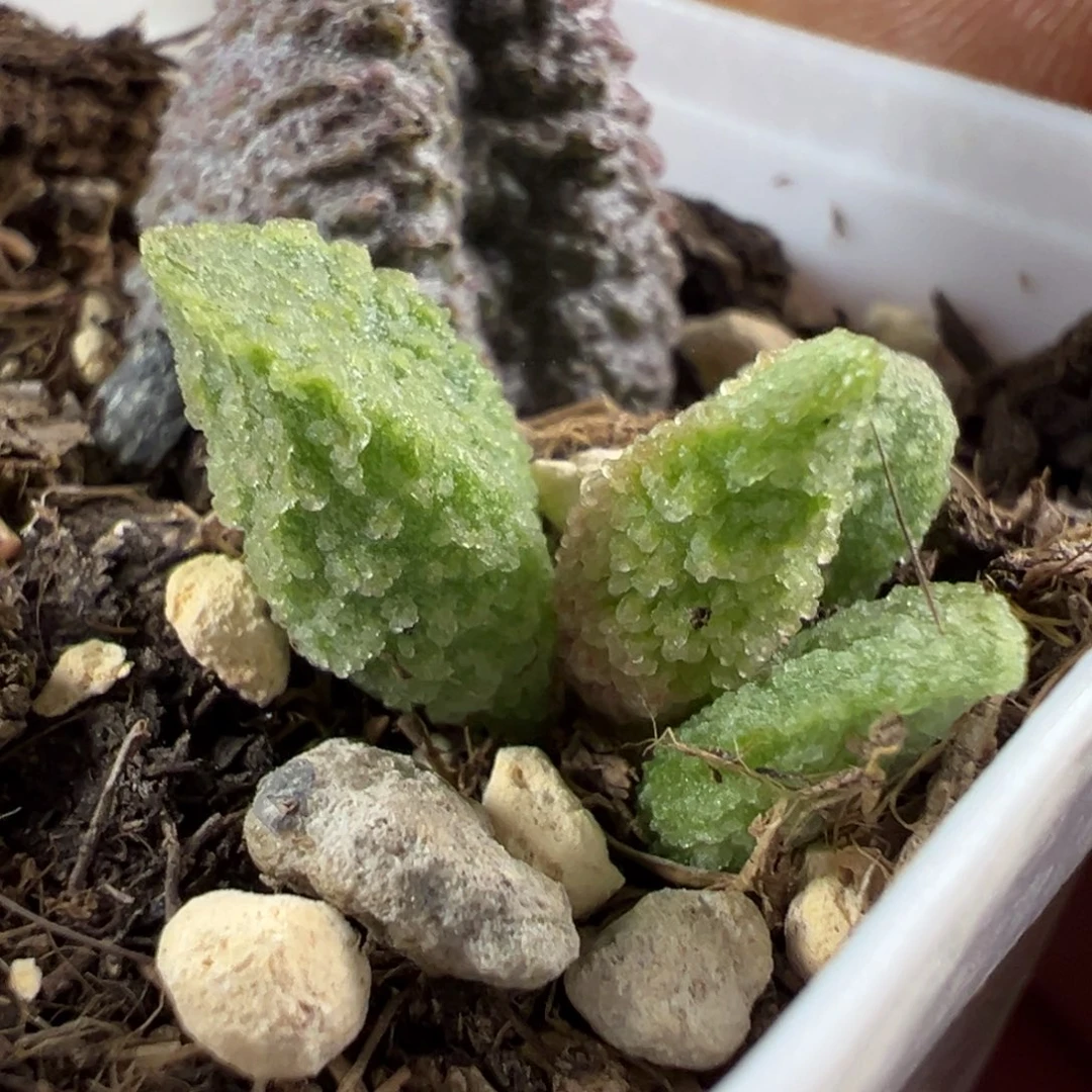 绿色冰晶小豆芽新品