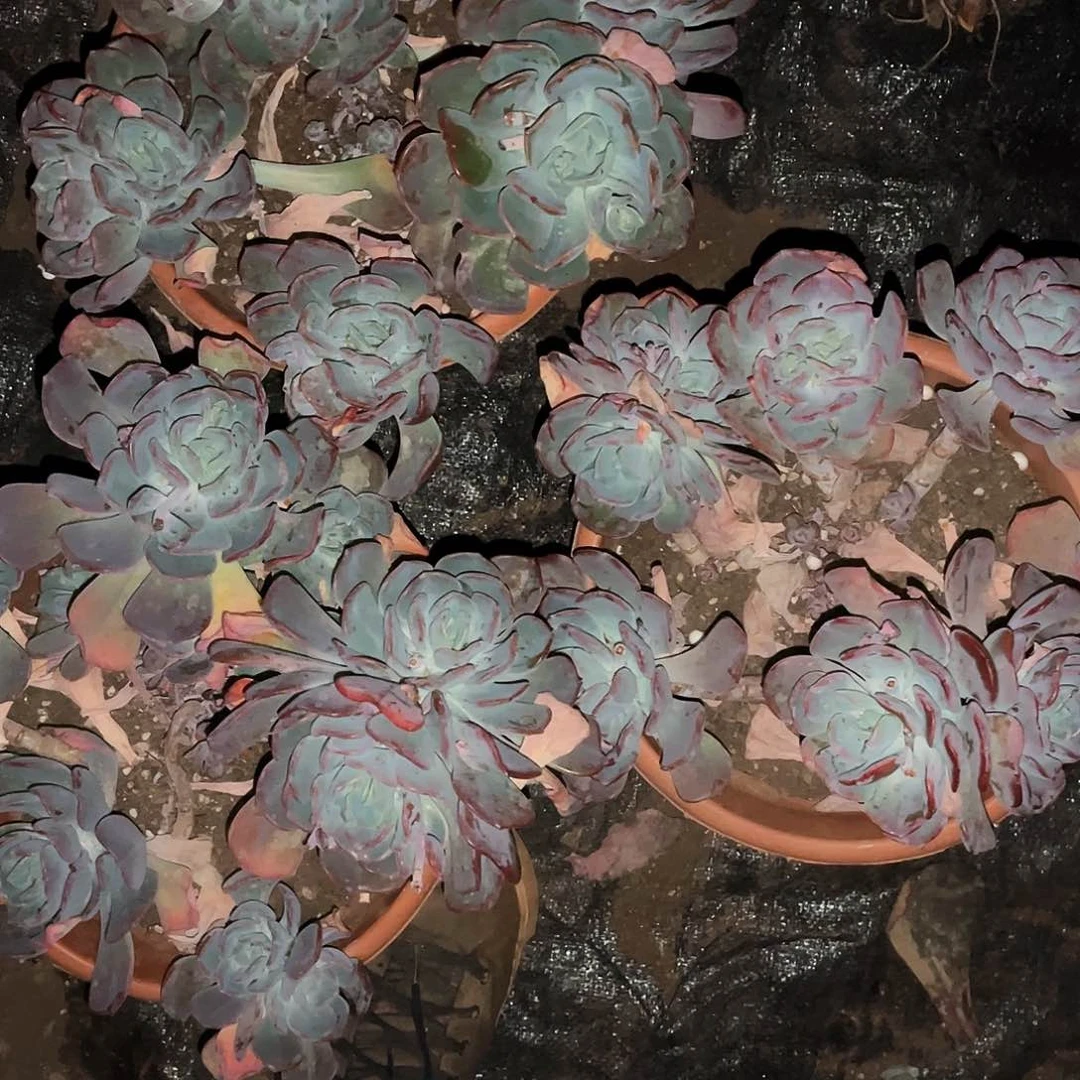 静*?夕雾3颗39.99多肉植物