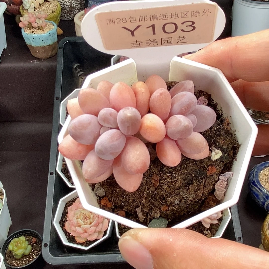 0103 粉色恋人 5cm