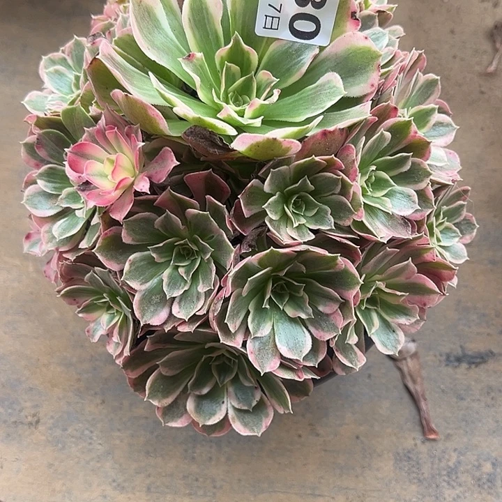 11.17-30男神多肉植物1