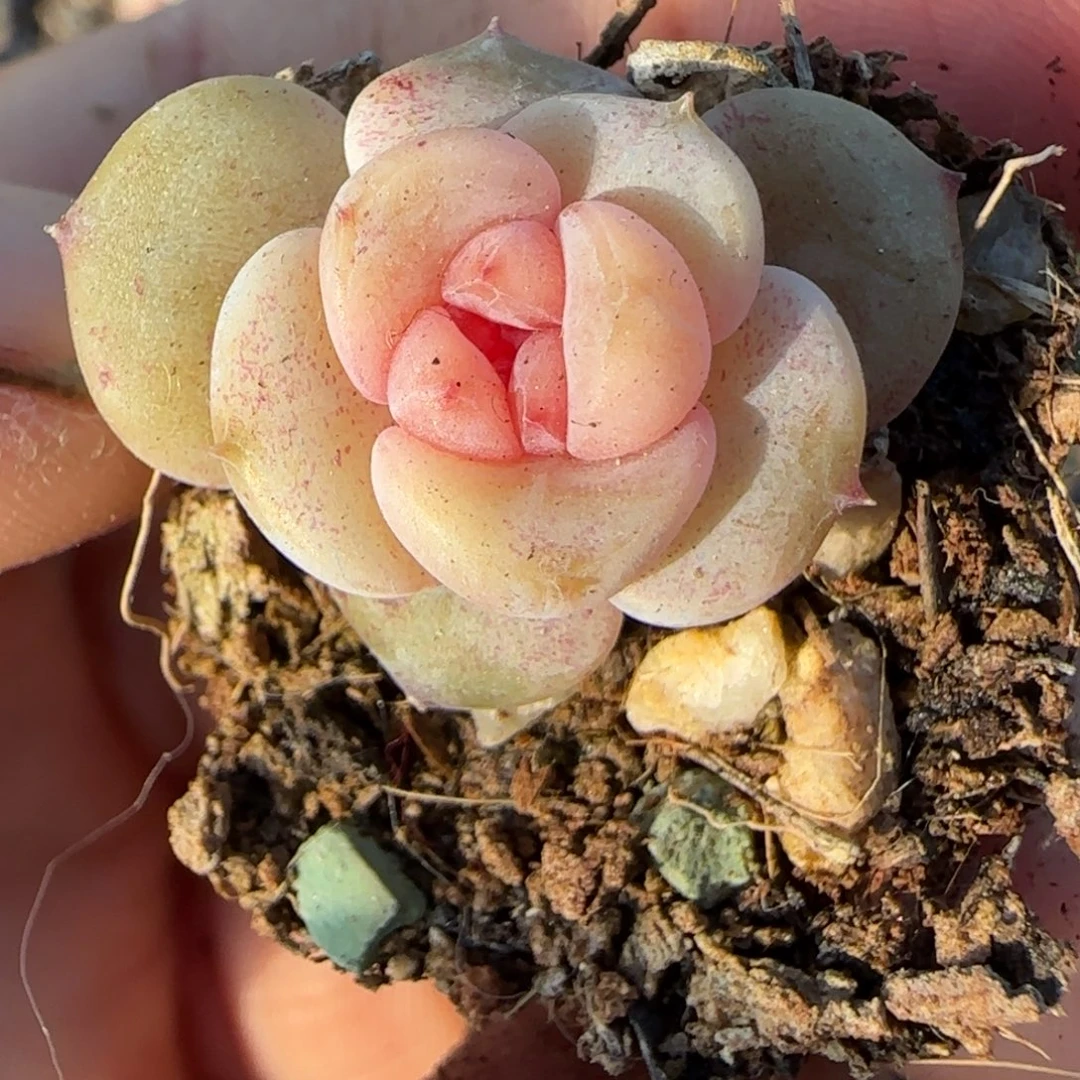 多肉小卡拉米糖心一物一拍