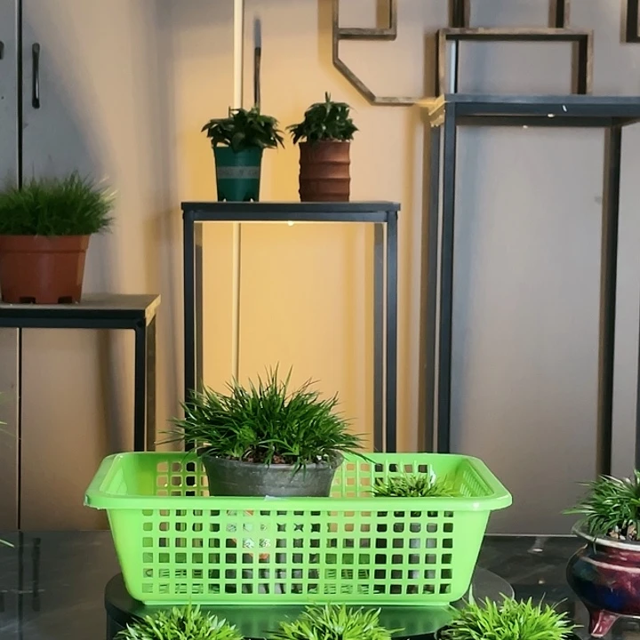 【闪购商品】不开花植物
