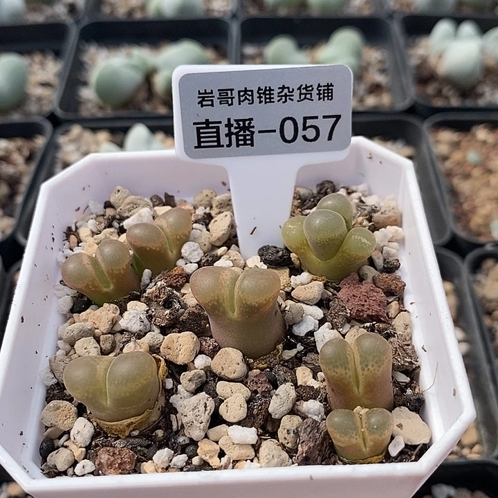 CP种源桃夭风铃一颗