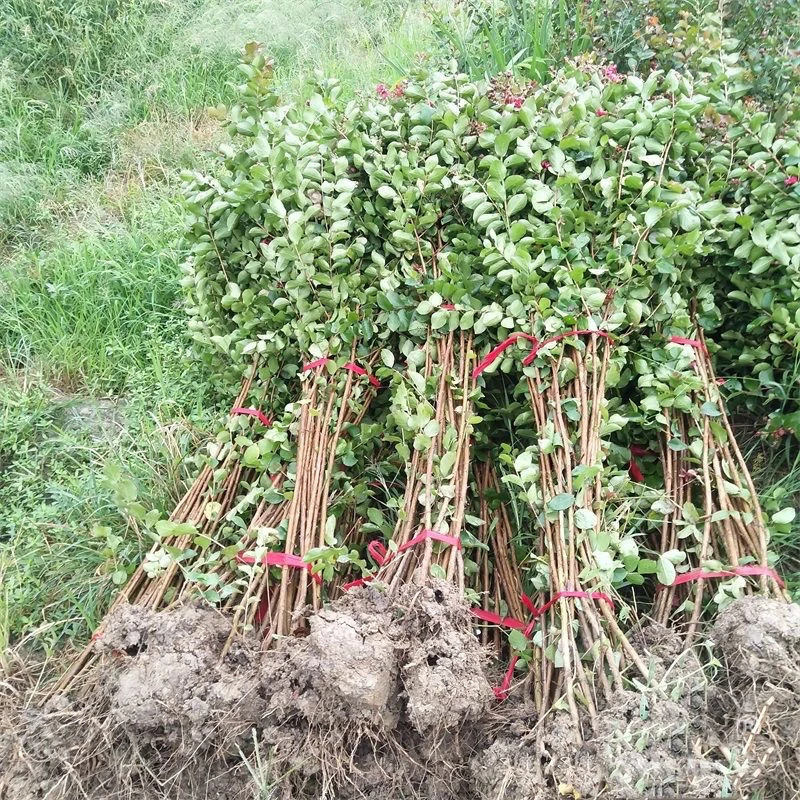 紫薇树苗红花绿化庭院室外花卉植物苗木风景树苗别墅开花