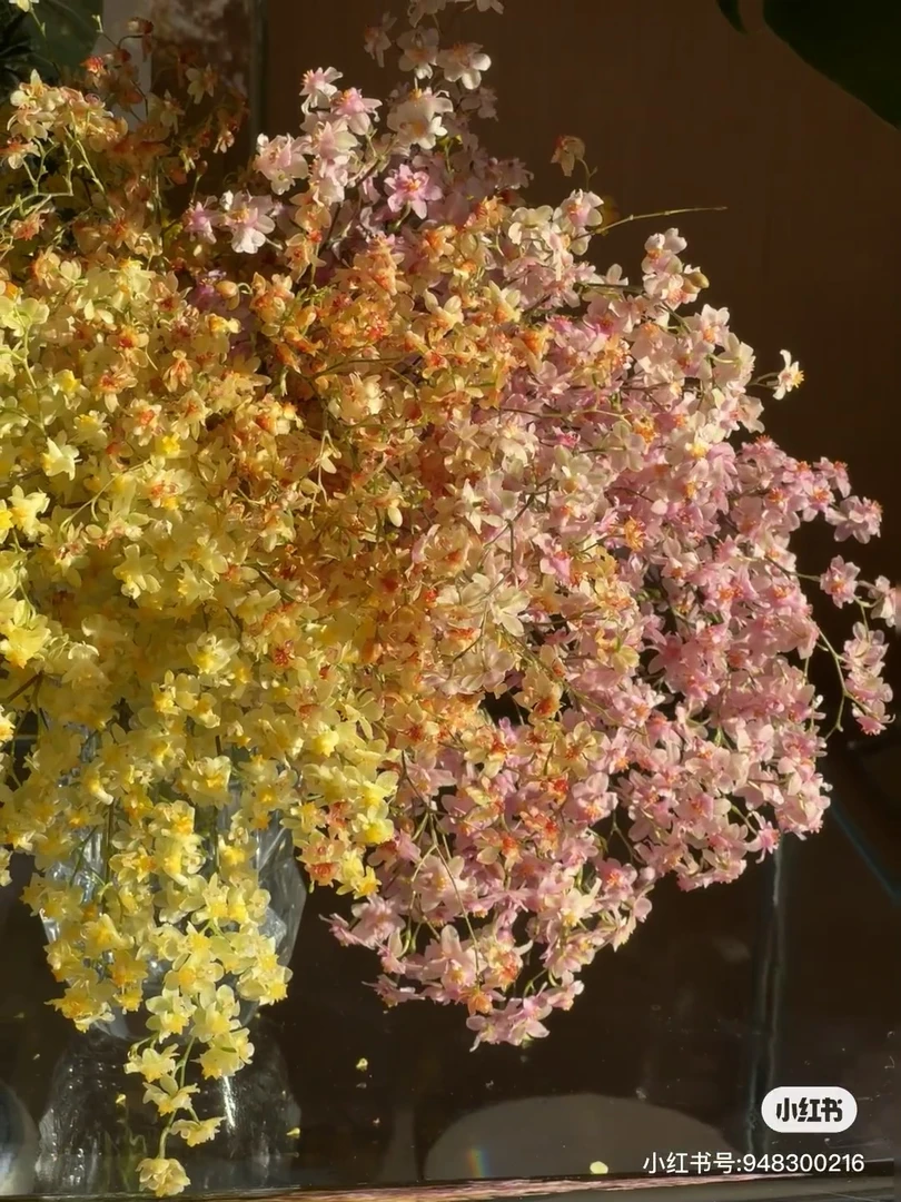 【梦香兰】走播市场 任三单顺丰空运包邮鲜切花家居花店插花