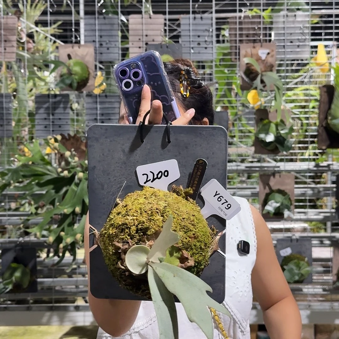 不开花植物Y679-白天鹅侧芽