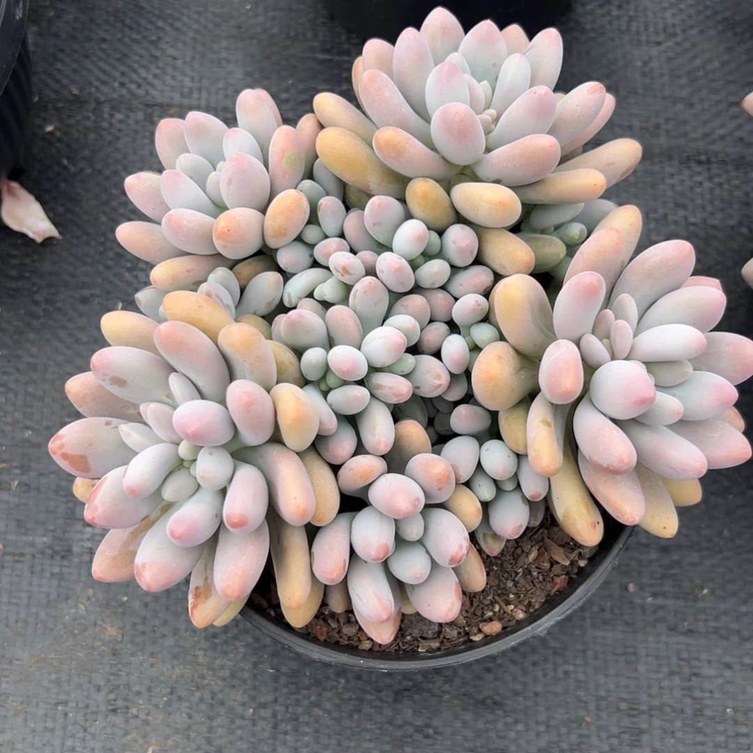 多肉植物粉色恋人