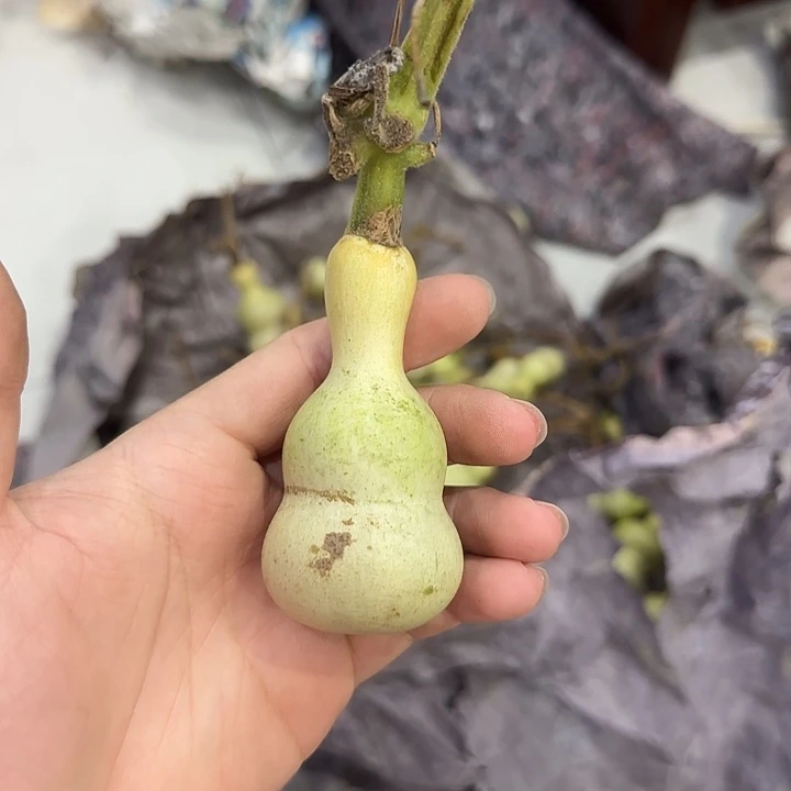 ζ***念葫芦sjdjdjsjsjsjsnsn