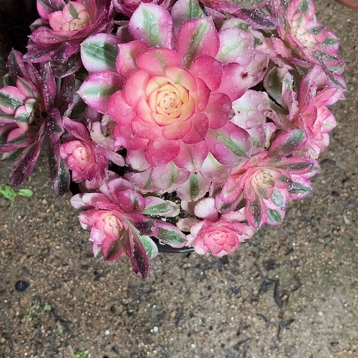 多肉植物倾城锦…………