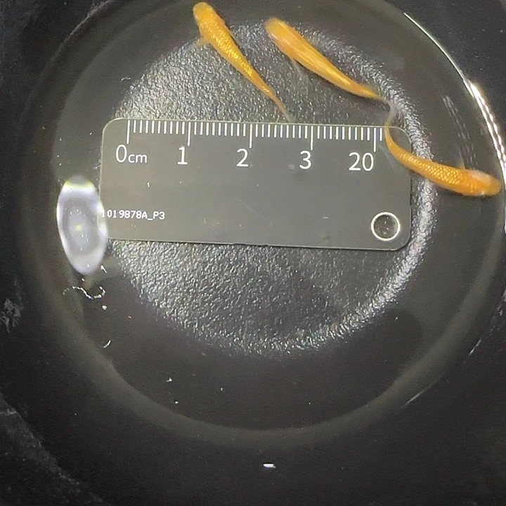 青鳉鱼长鳍玫瑰宝石89