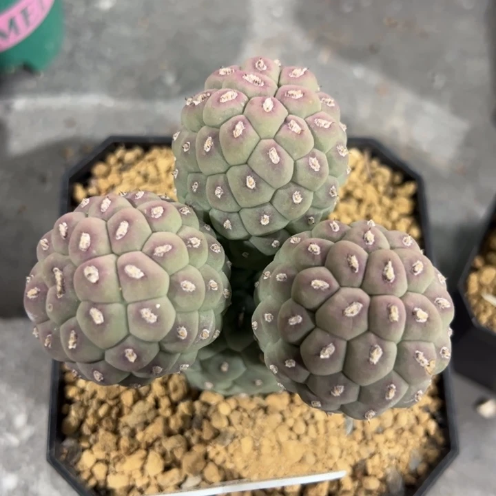 大型佛头习志野仙人球