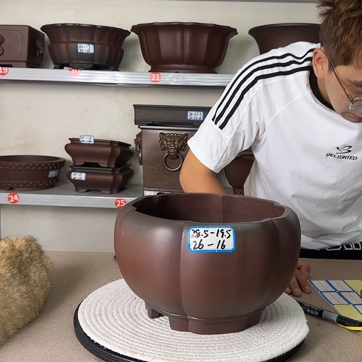 紫砂花盆恍恍惚惚