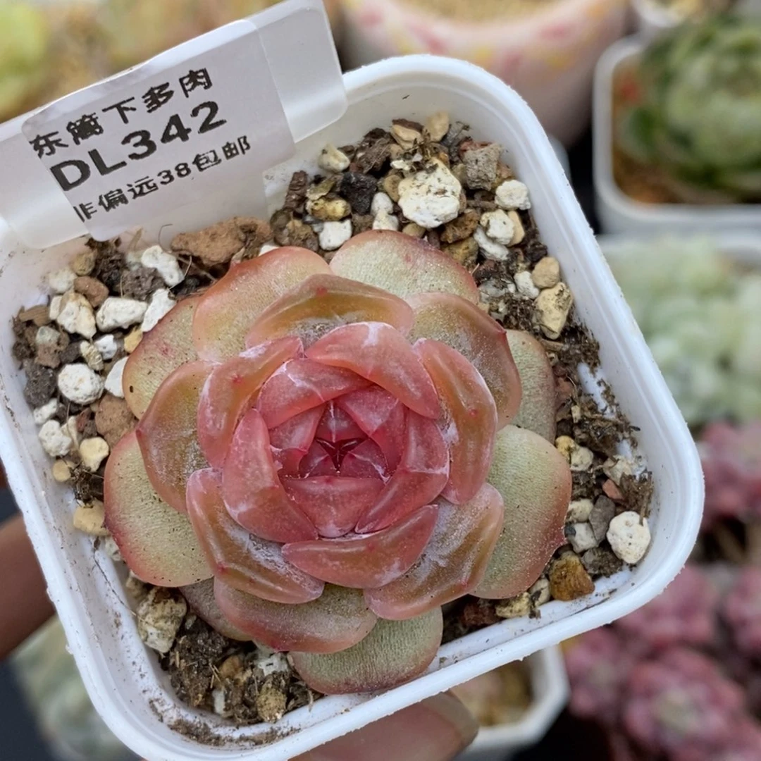 342东篱下多肉植物盆栽