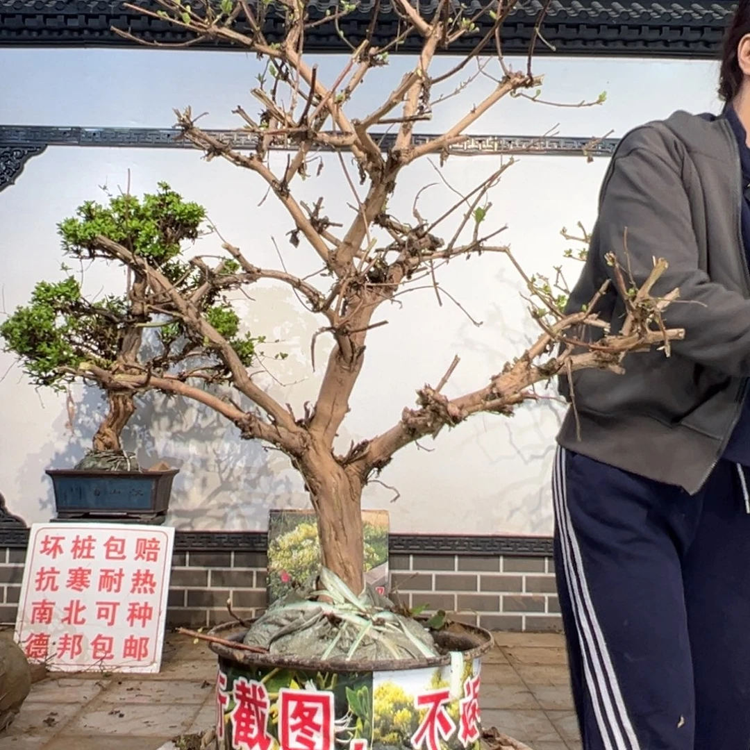 无花朵金银花8888