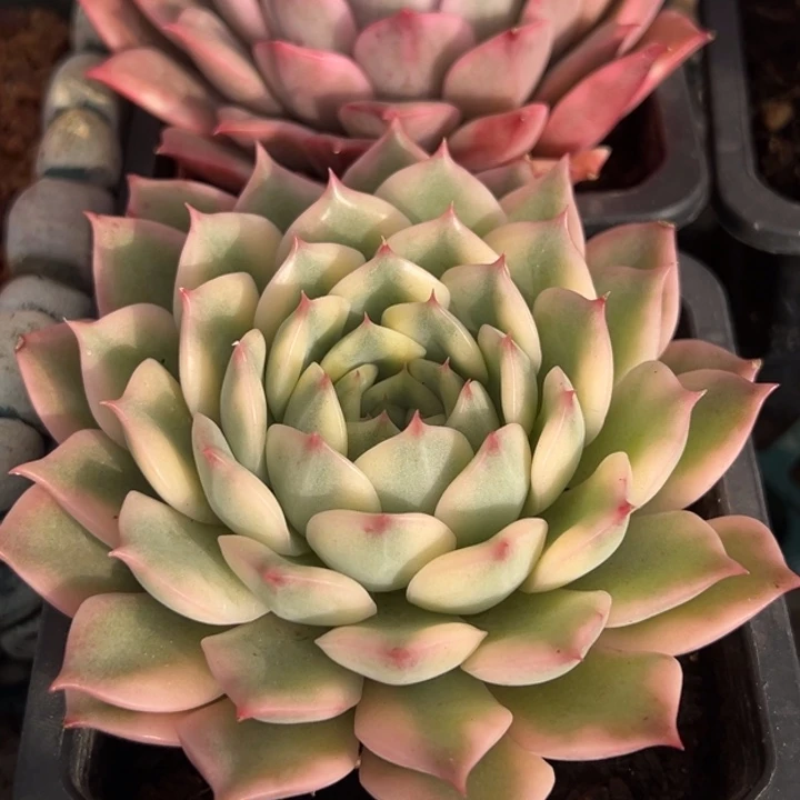 爱丽卡锦一物一拍锦龙