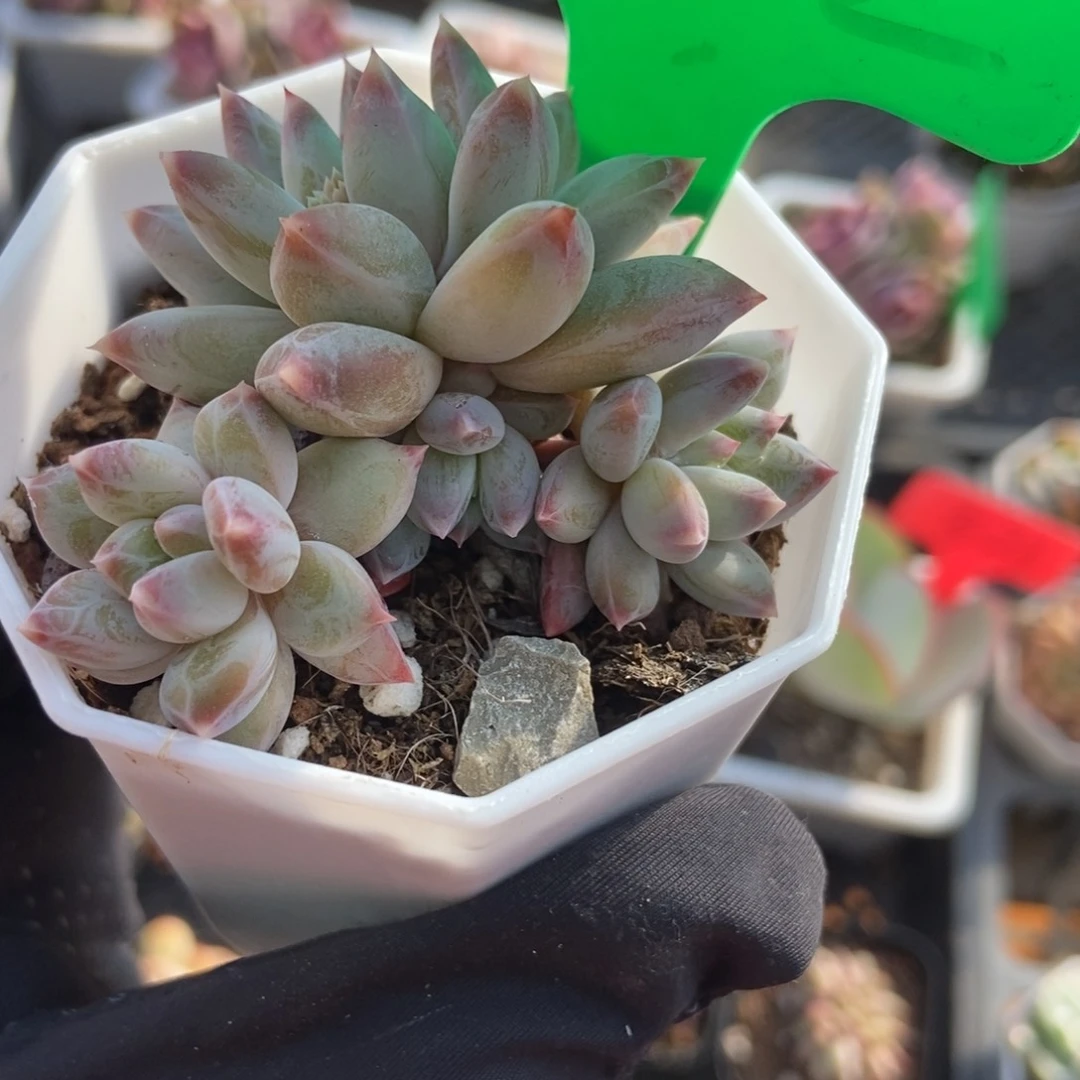 1032梦幻美人多肉植物