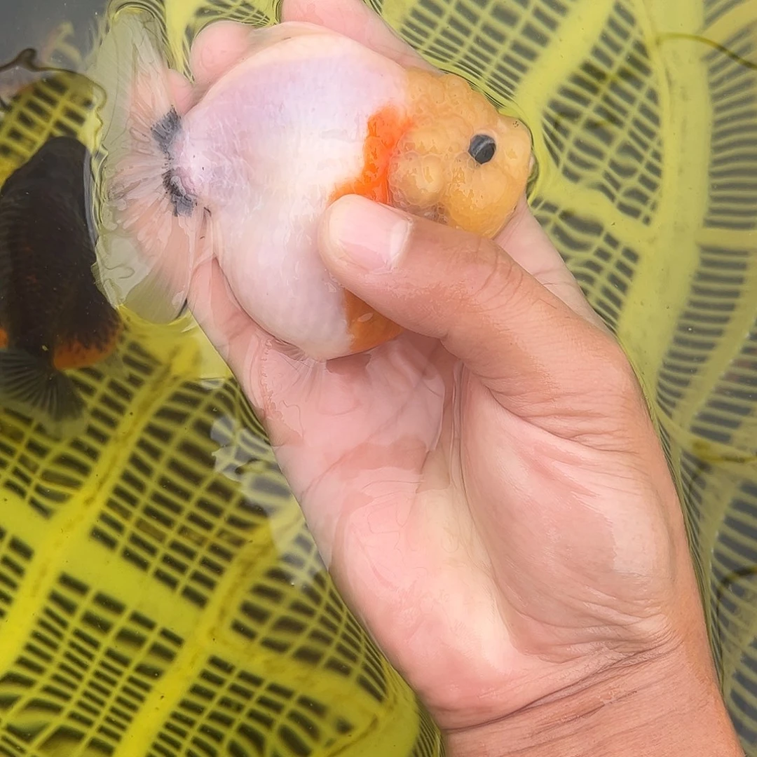 海水鱼福利123456