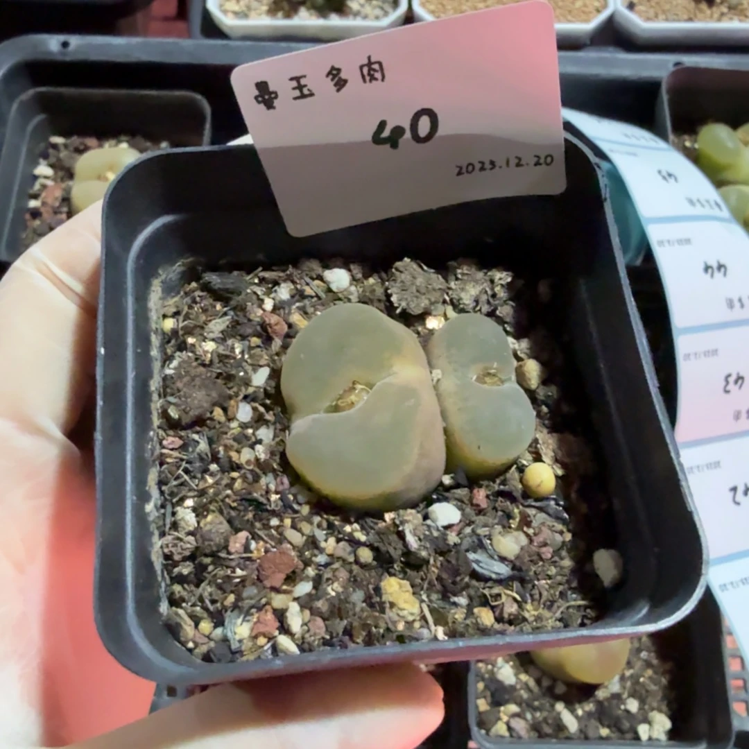 鸭***黑多肉多肉多肉12.20-040