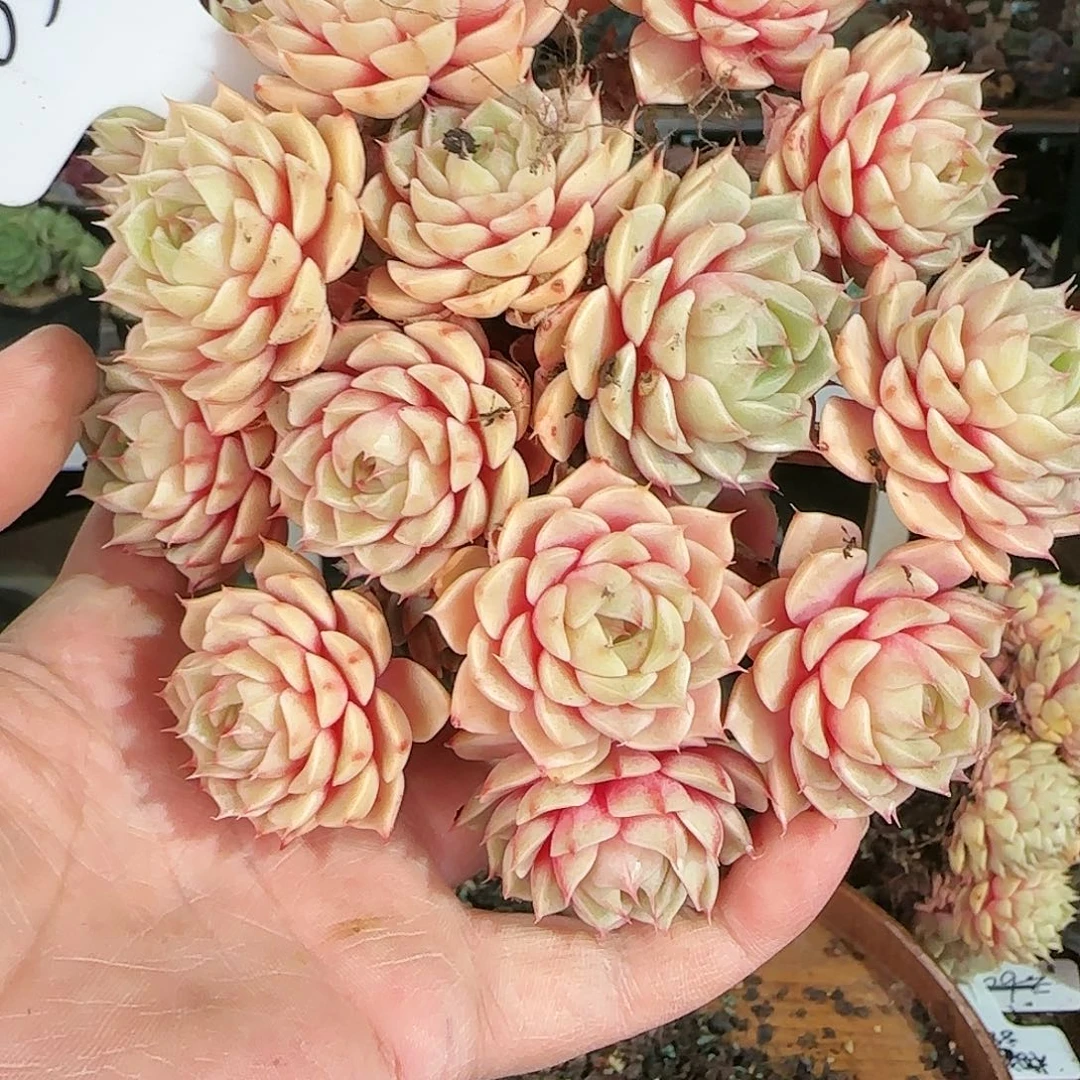 蔓*0312号笨吧58.8      肉