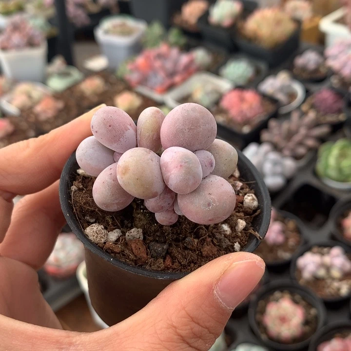 精控小橙雪球多肉