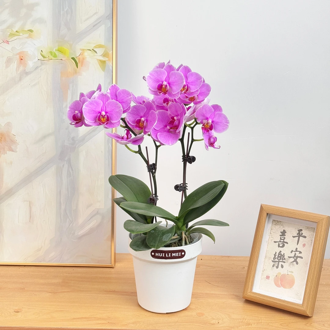 妗画【紫蝶】蝴蝶兰鲜花精致组盆 开花株 室内绿植