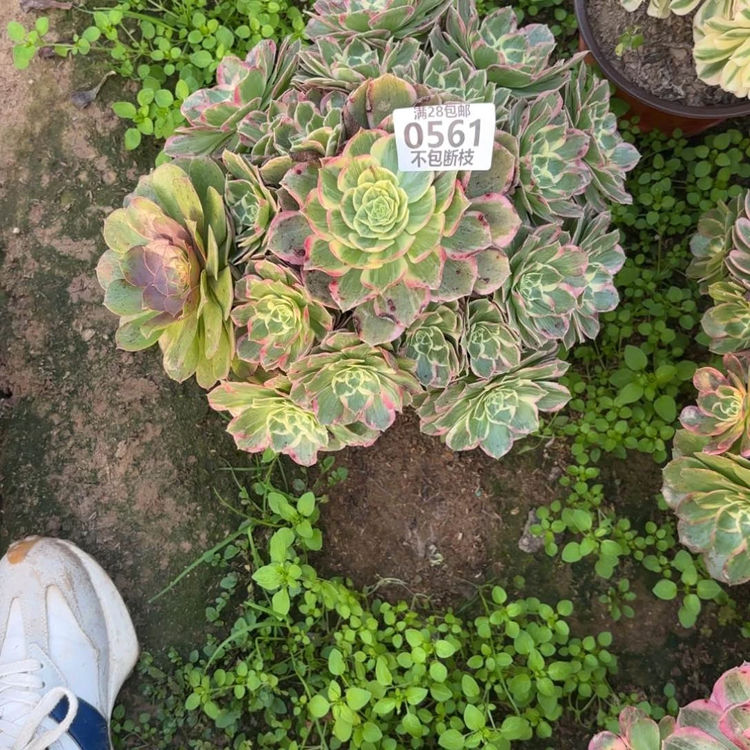 N. 561水蜜桃多肉，baeee