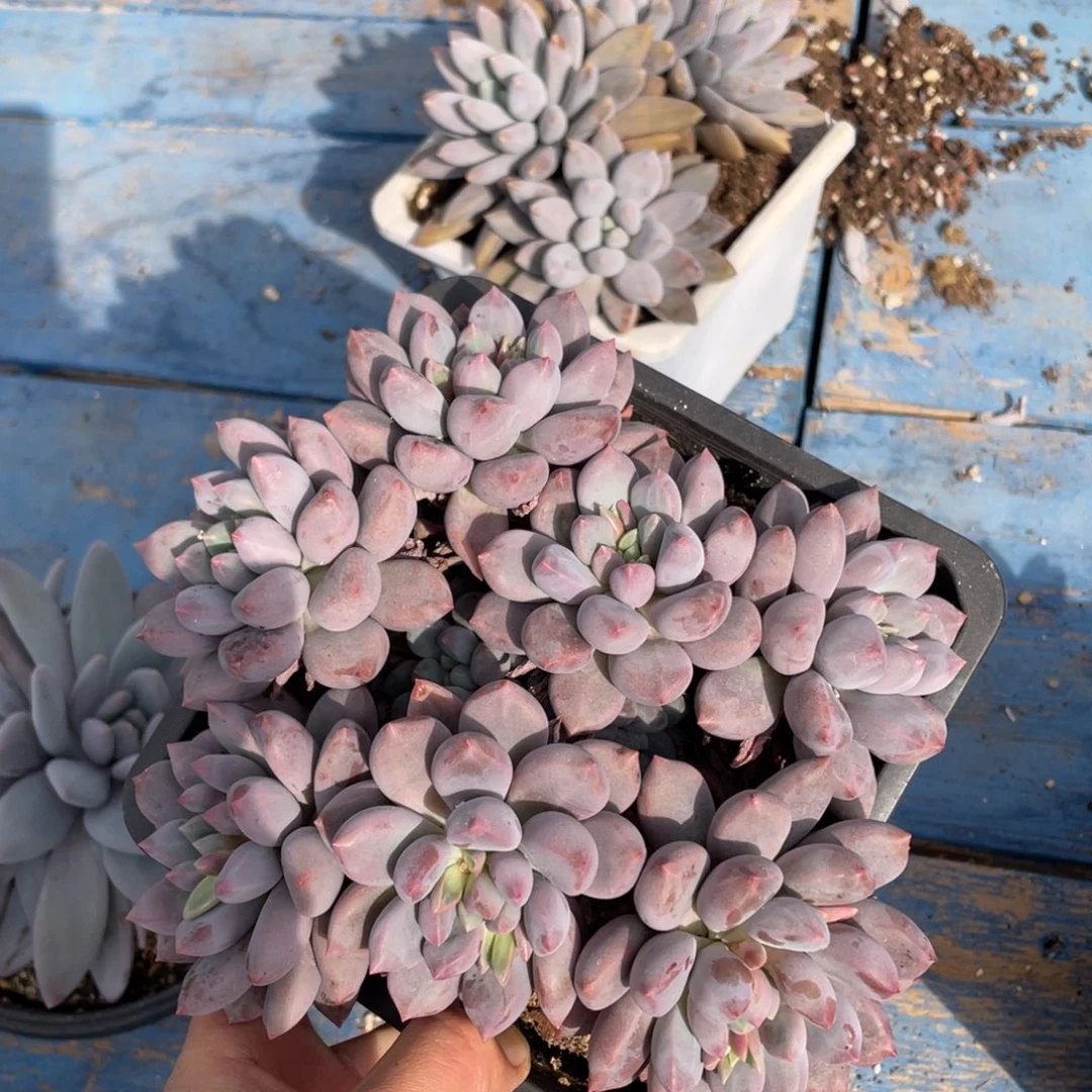 蓝精灵美人多肉植物