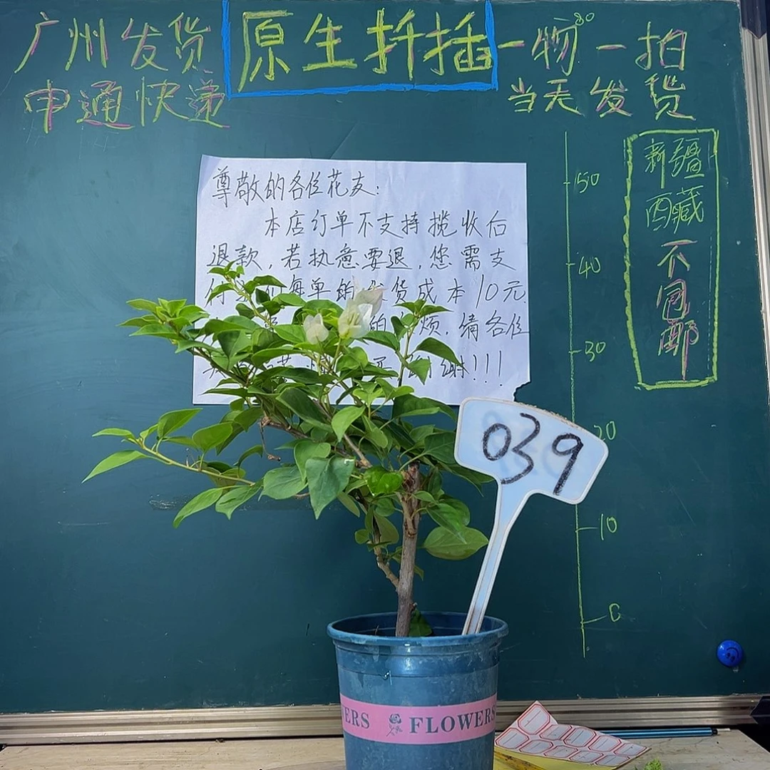 当前无花栽培后可以开花绿樱 039