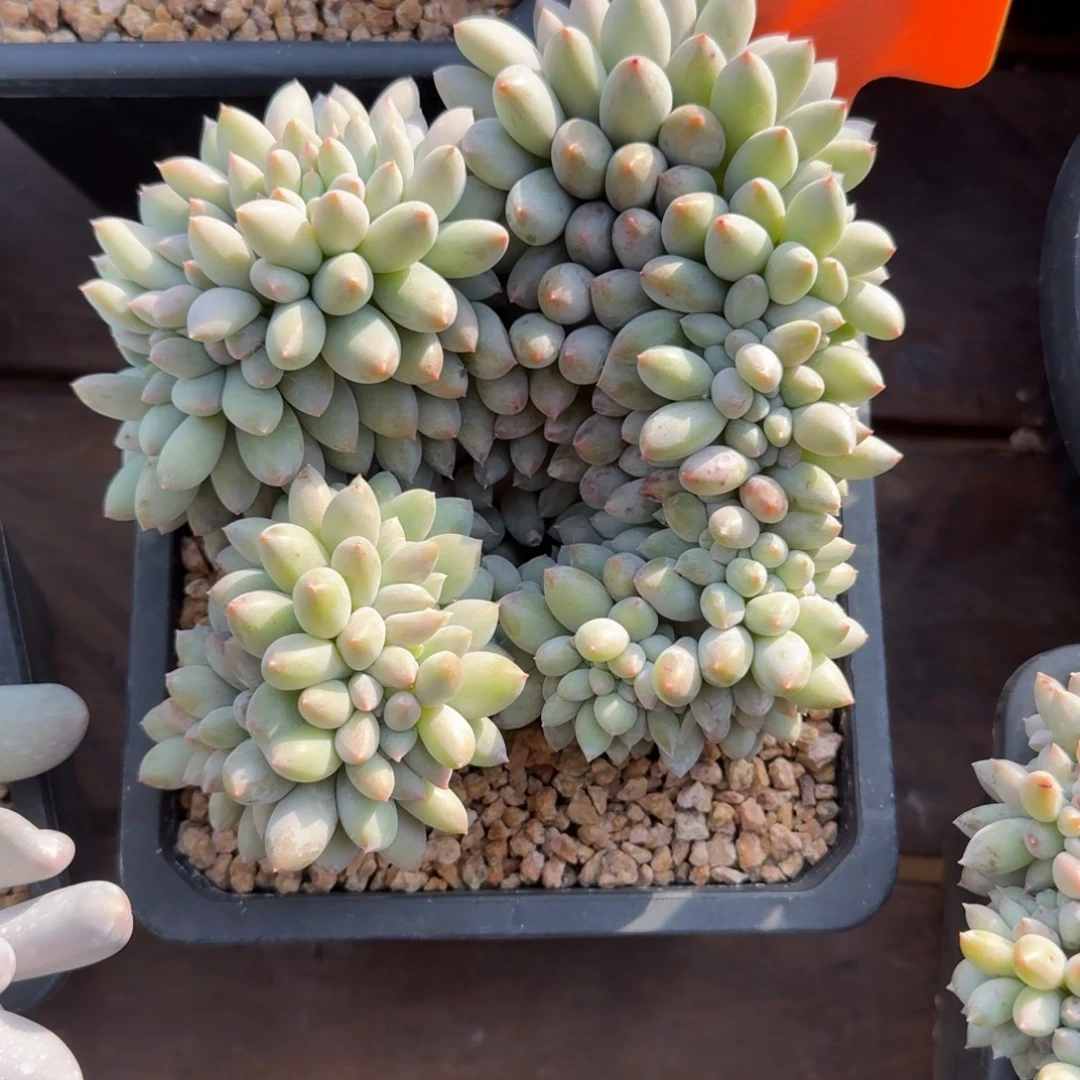 所罗门小缀11111111111111111