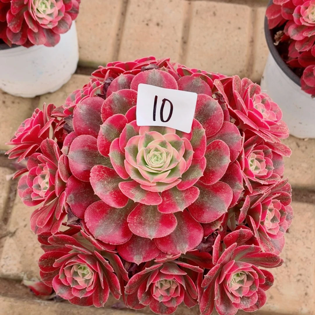 一物一拍多肉法师10